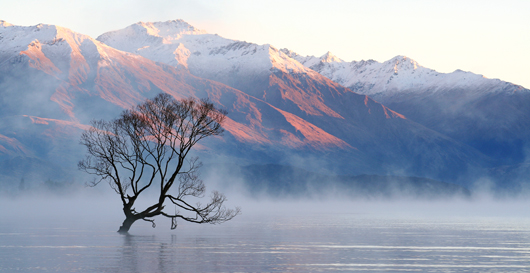 photo of lake wanaka tree